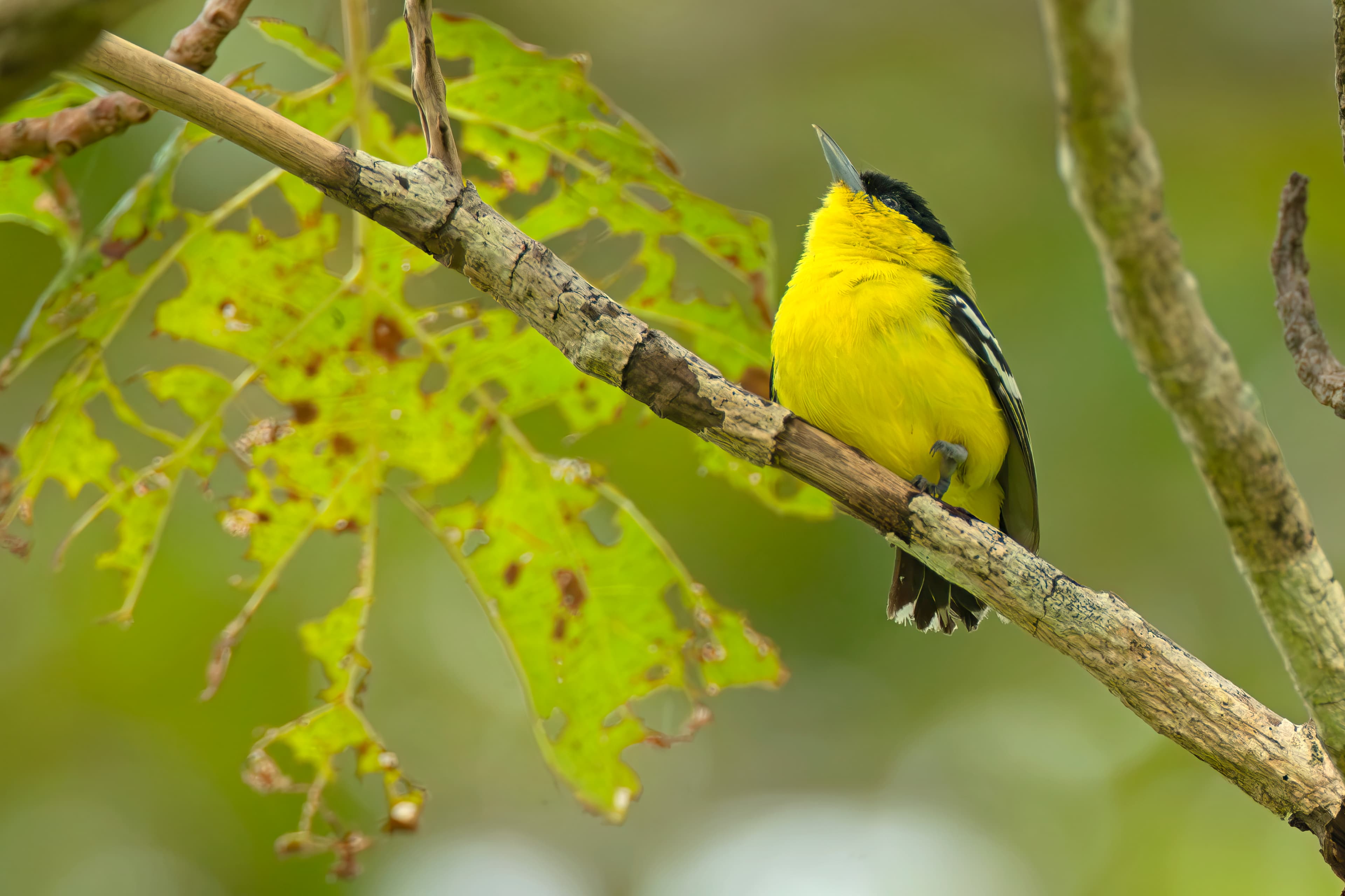 Lunugamwehera National Park