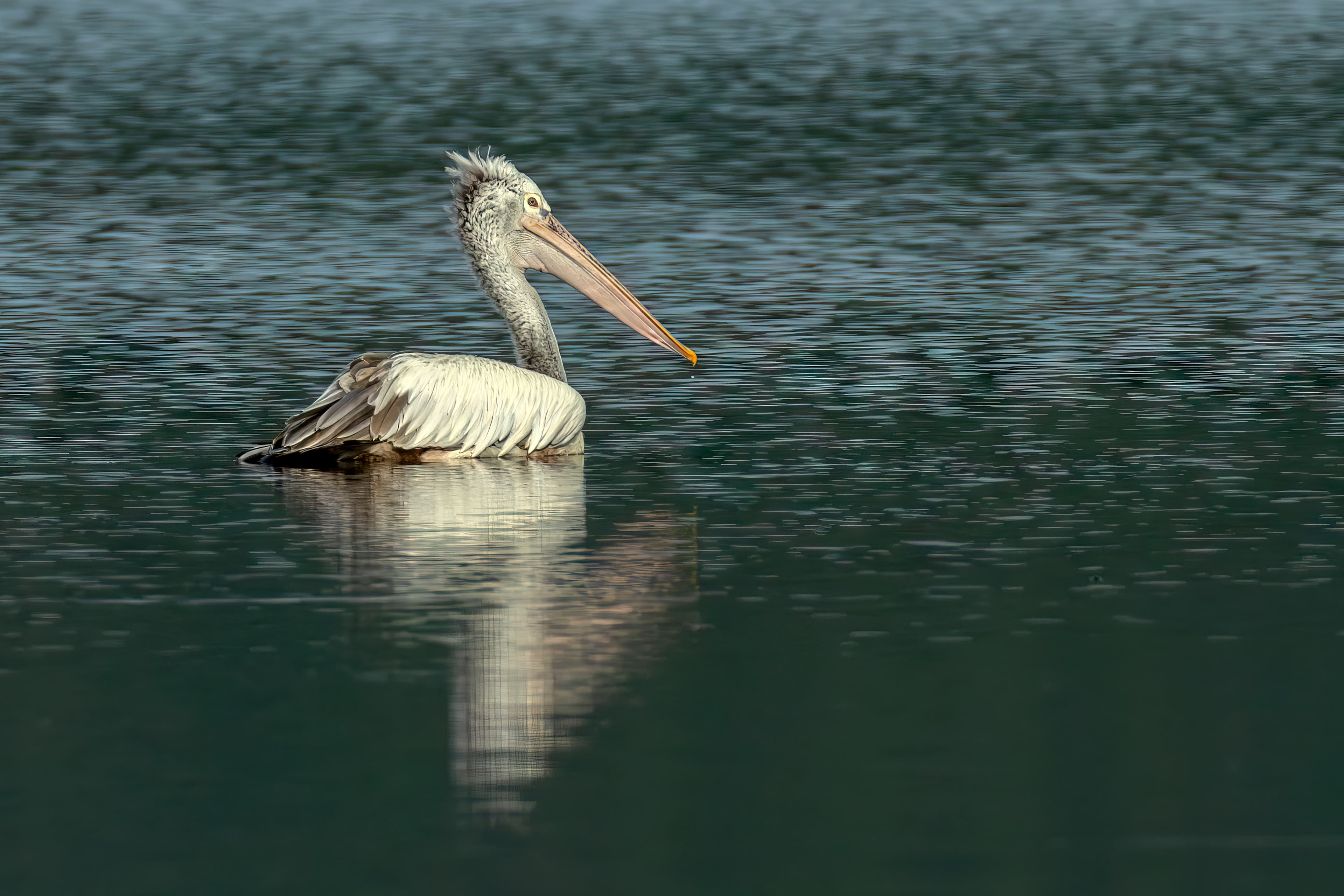 Minneriya National Park