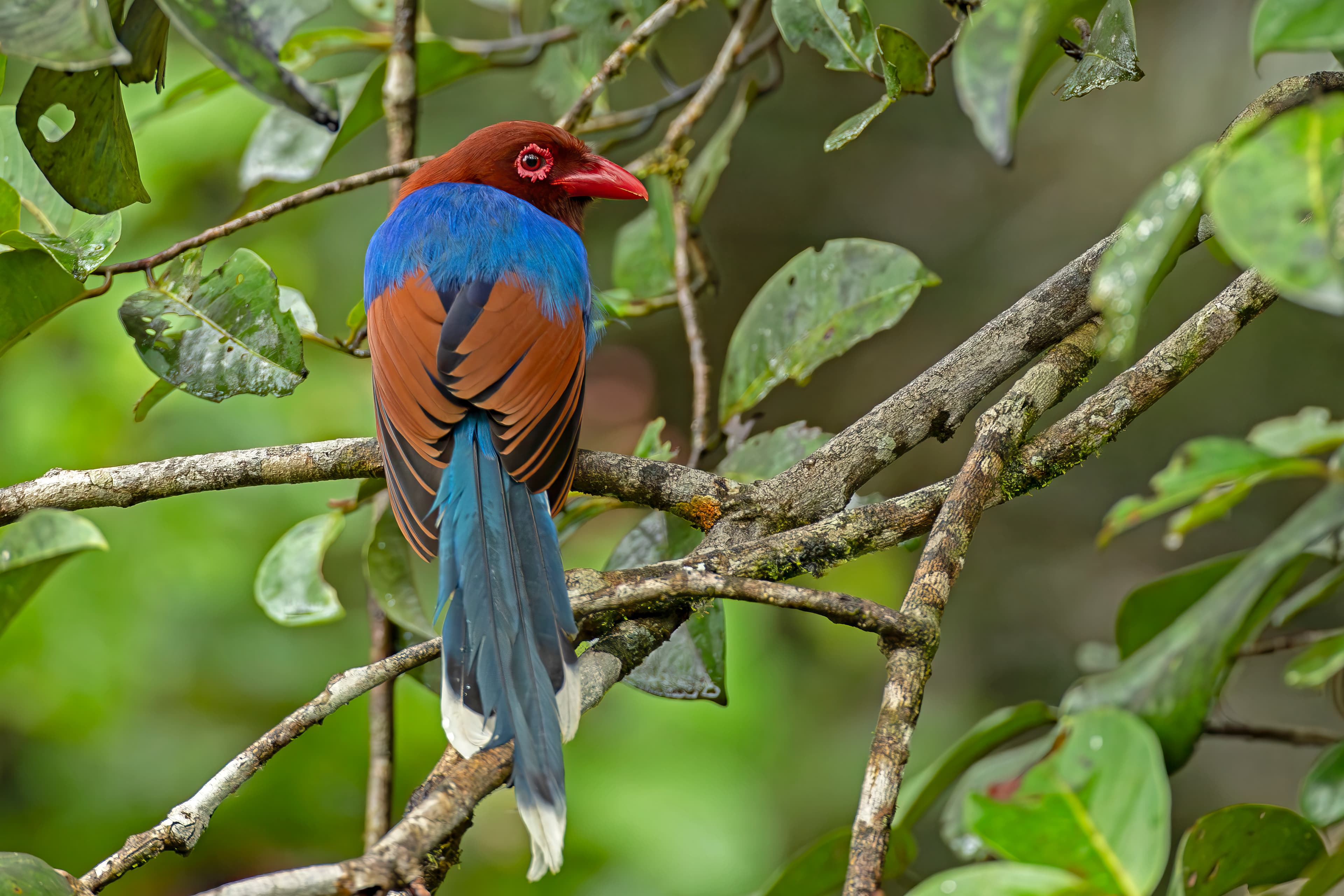 Sinharaja Forest Reserve