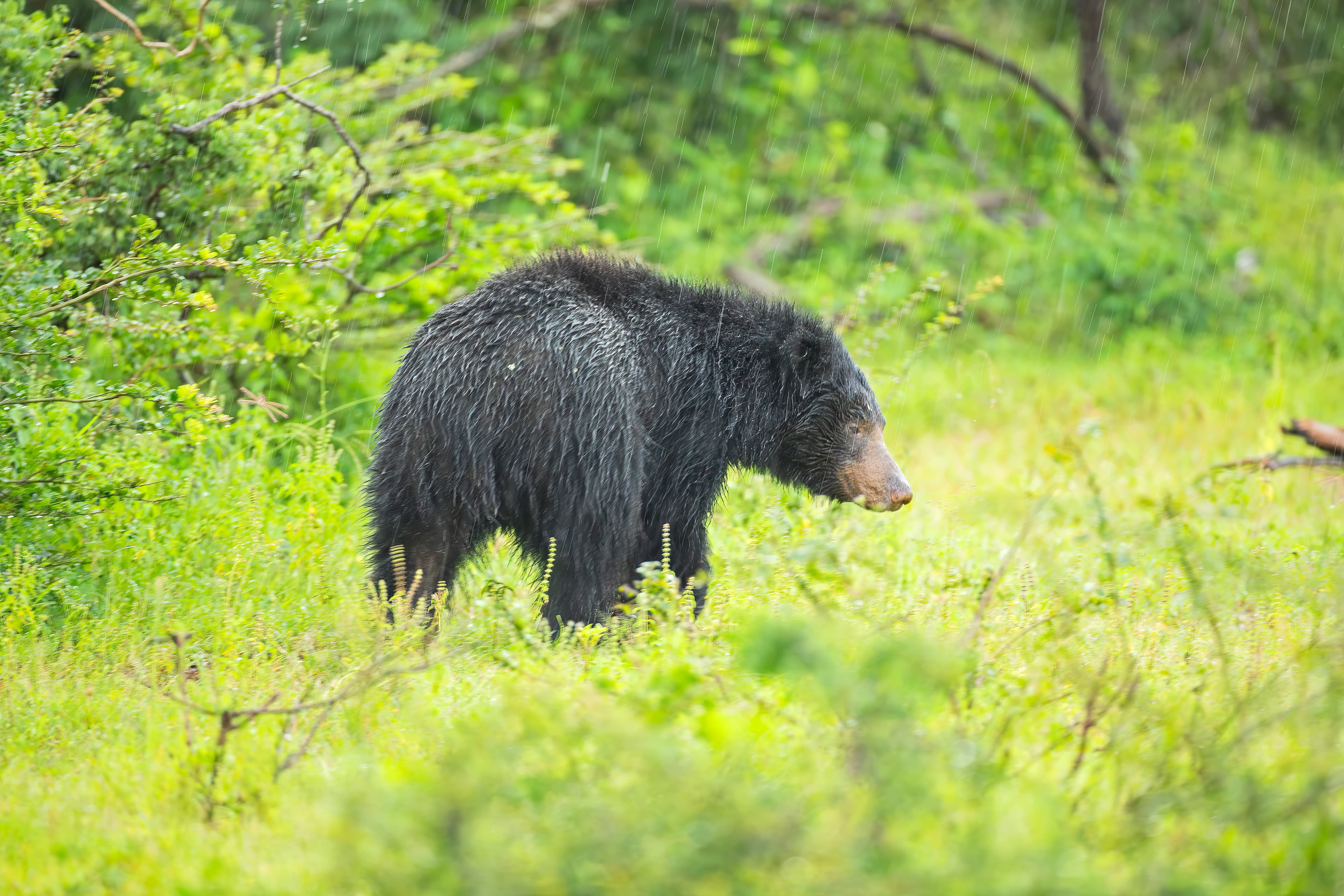 Yala National Park