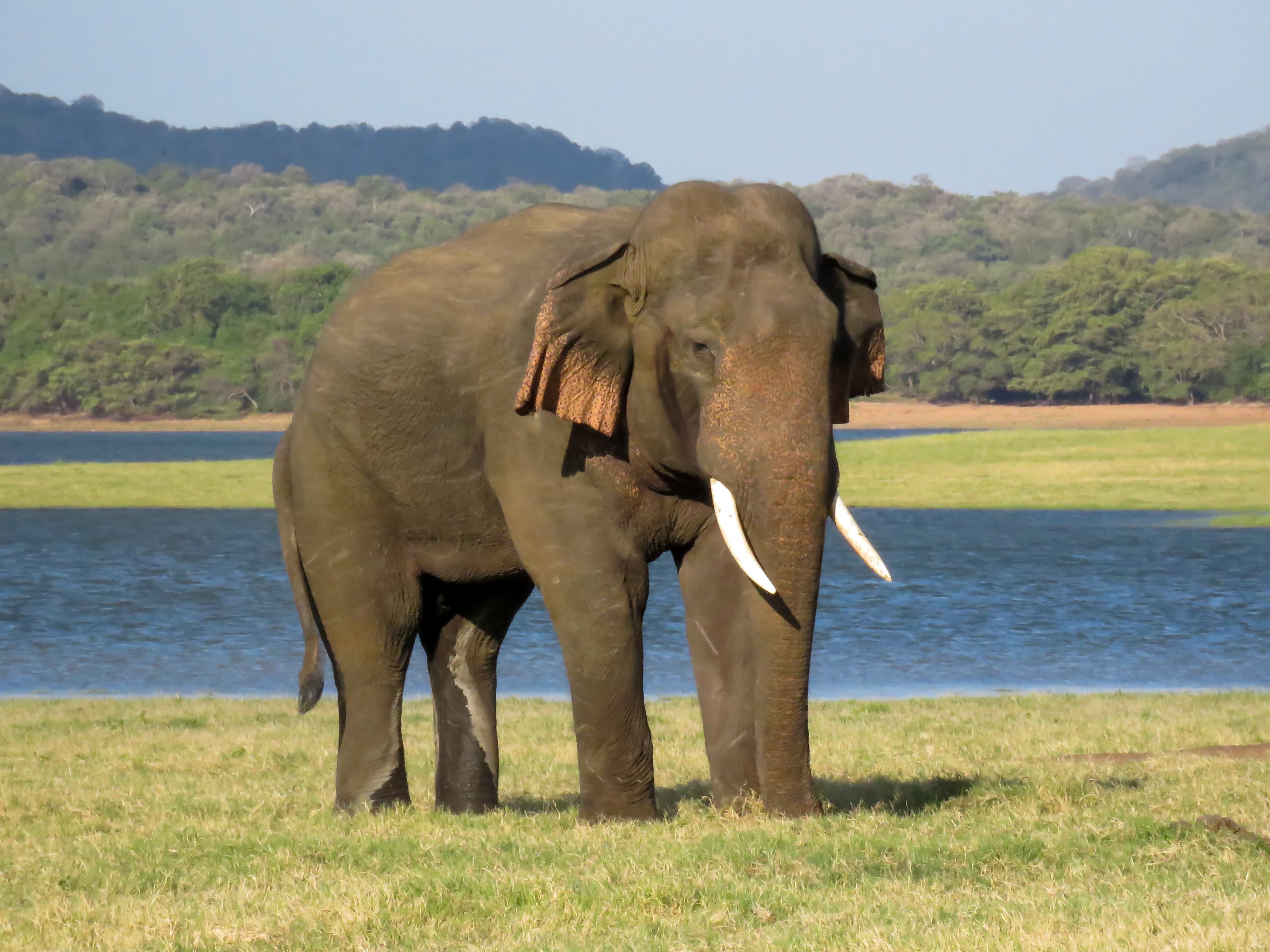 Elephants in Udawalawe