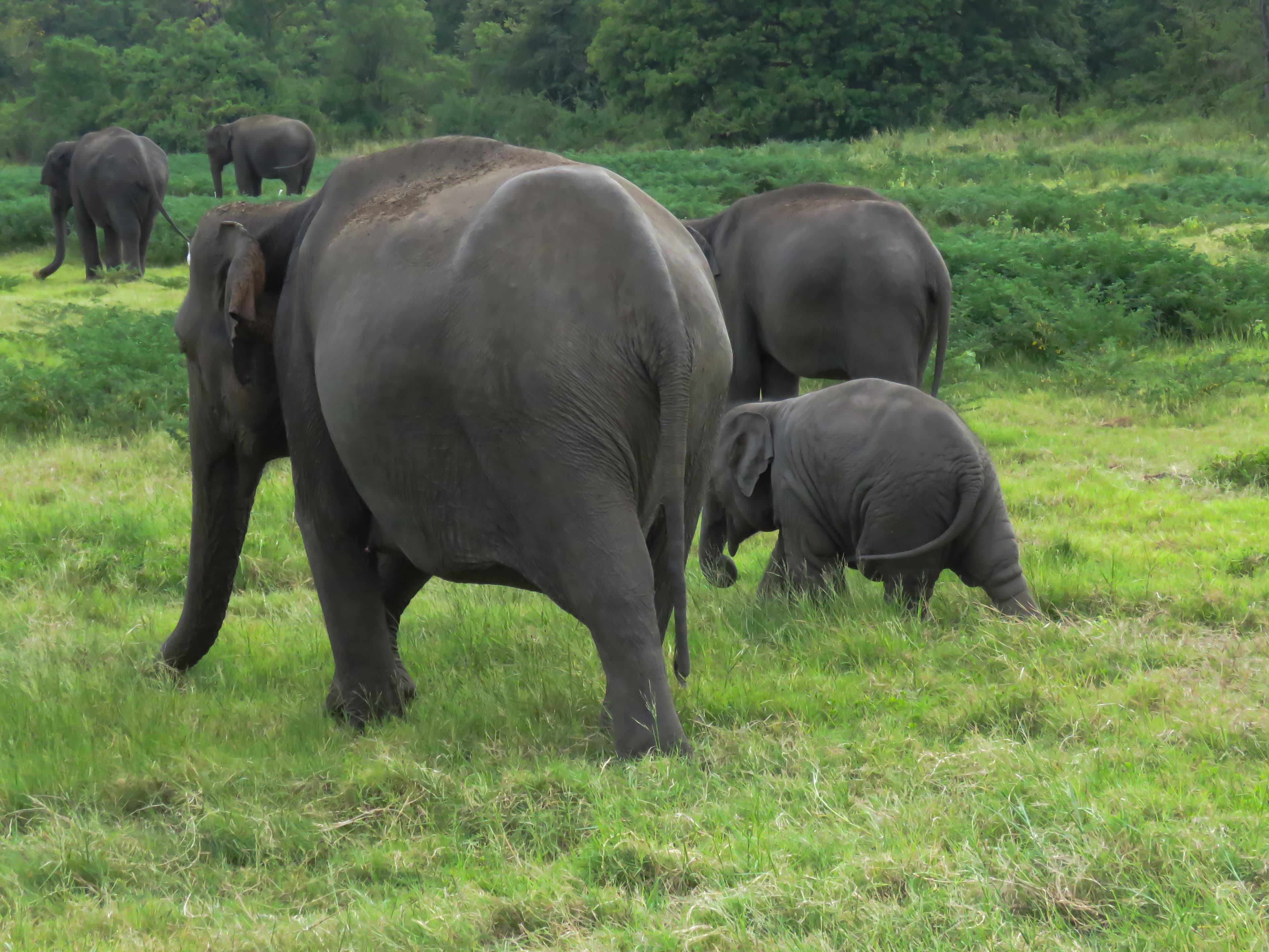 Elephants in Minneriya