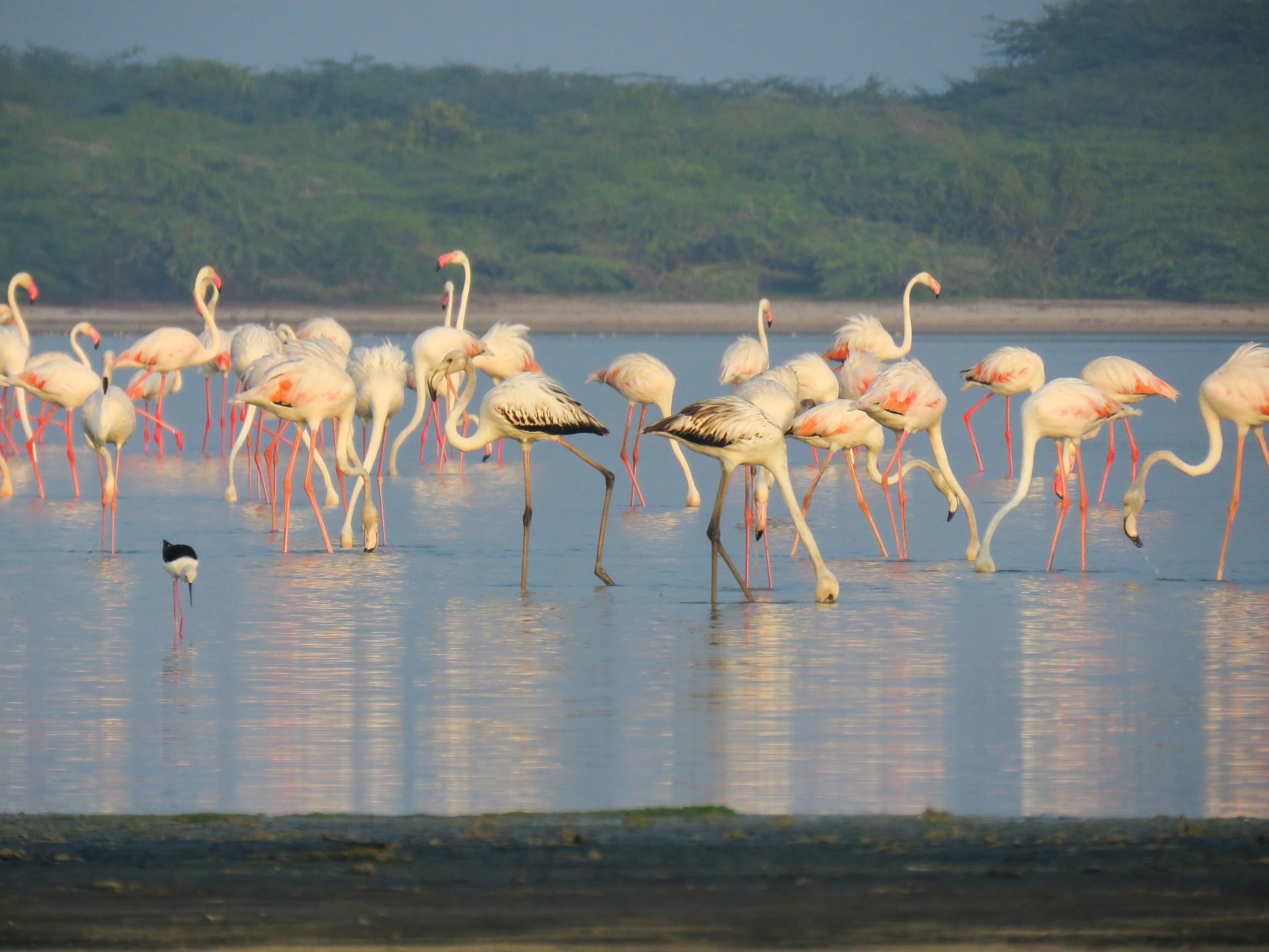 Sunset at Mannar Island
