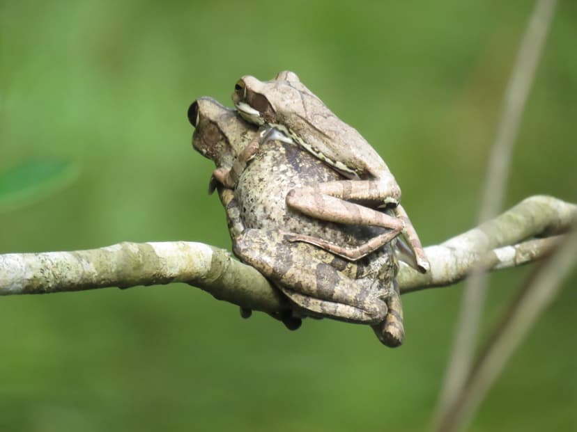 Tree Frog