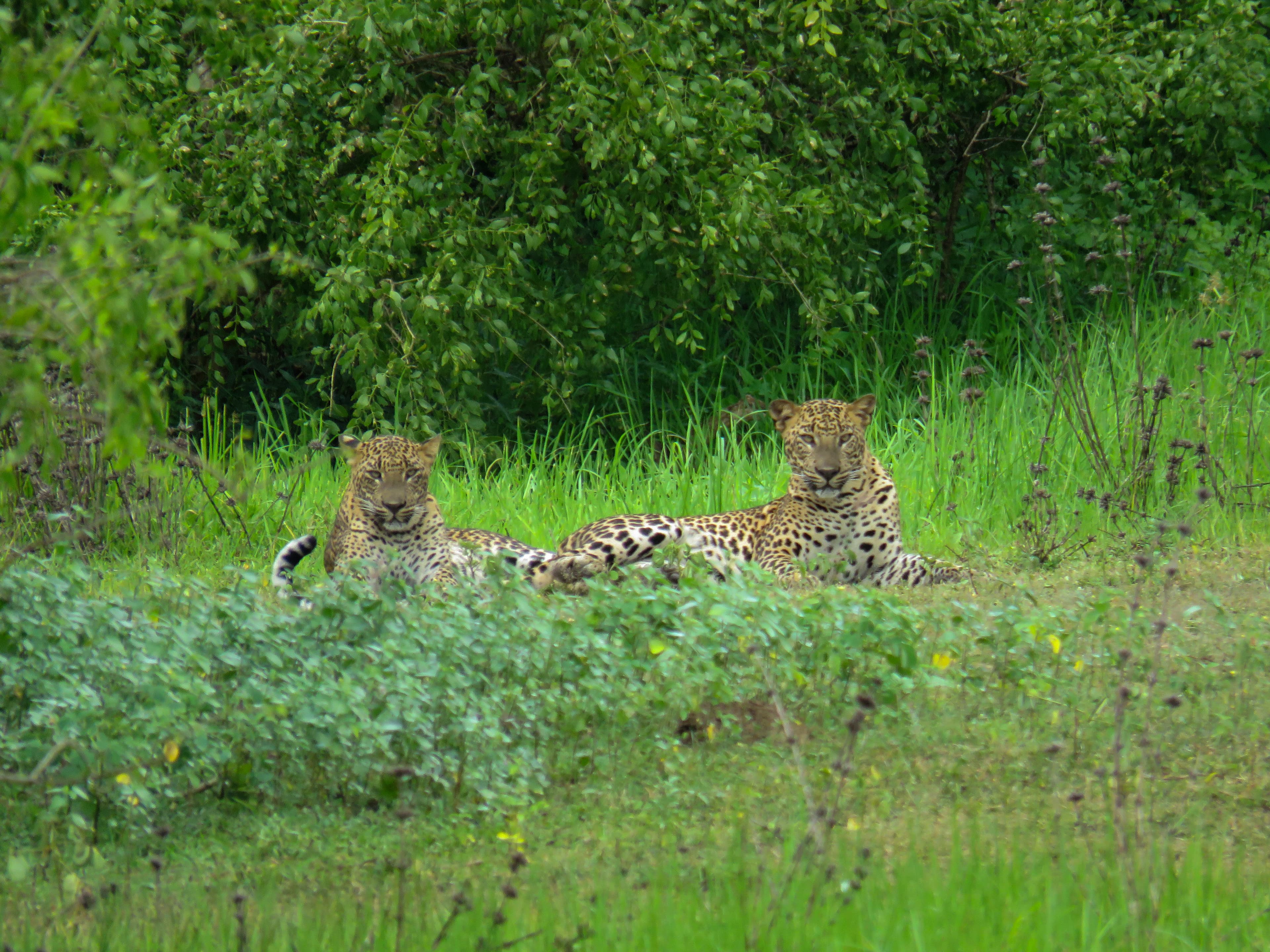Leopard in the wild