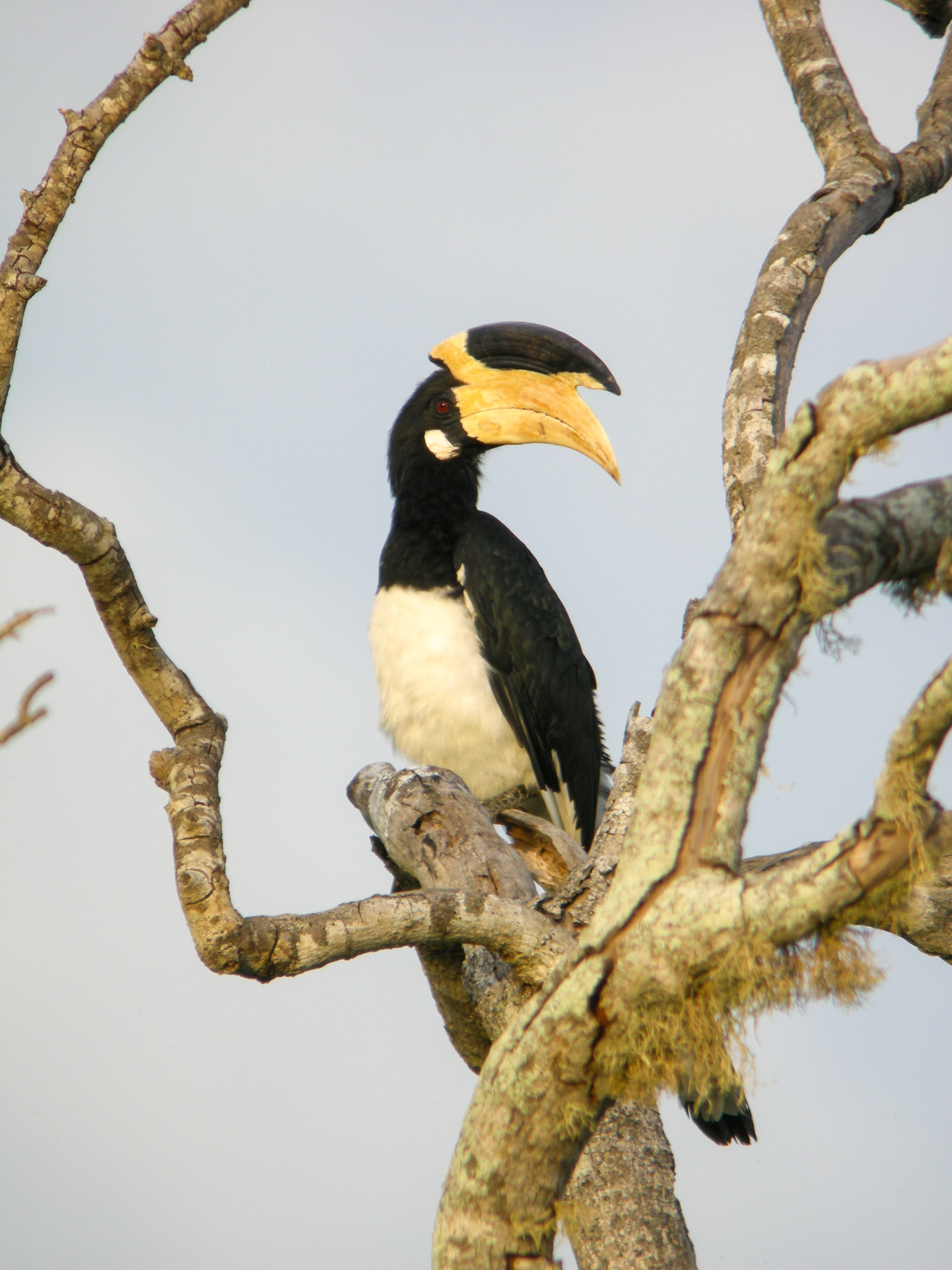 Birdwatching at Udawalawe
