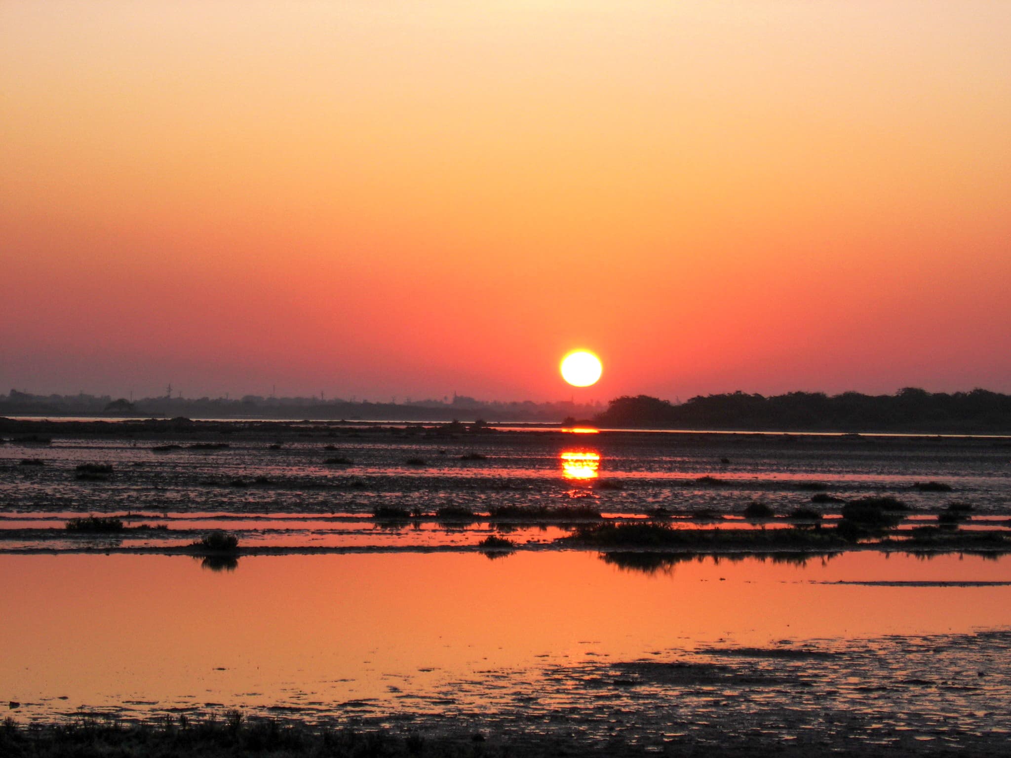 Birds in Mannar