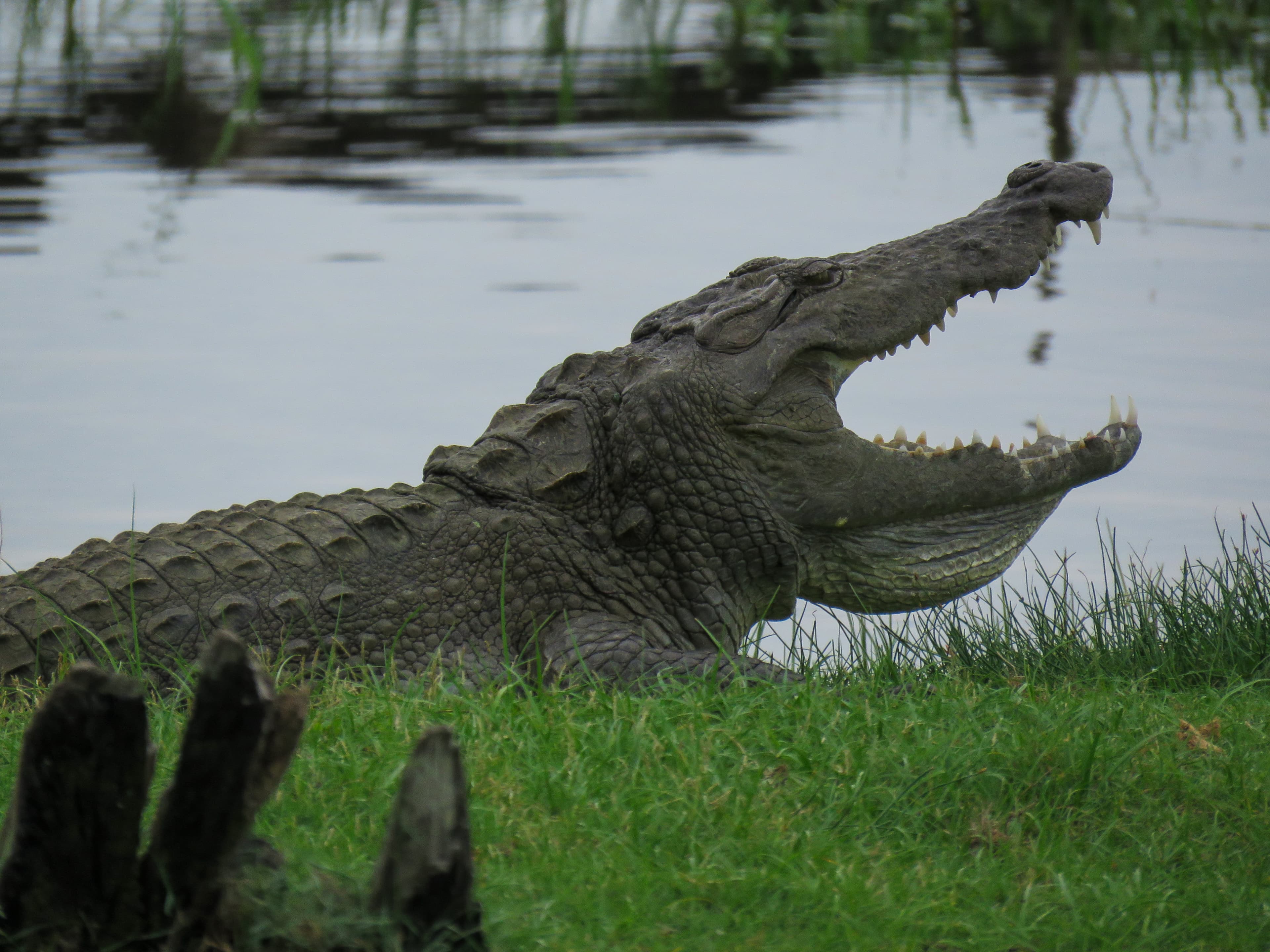 Crocodile near the water