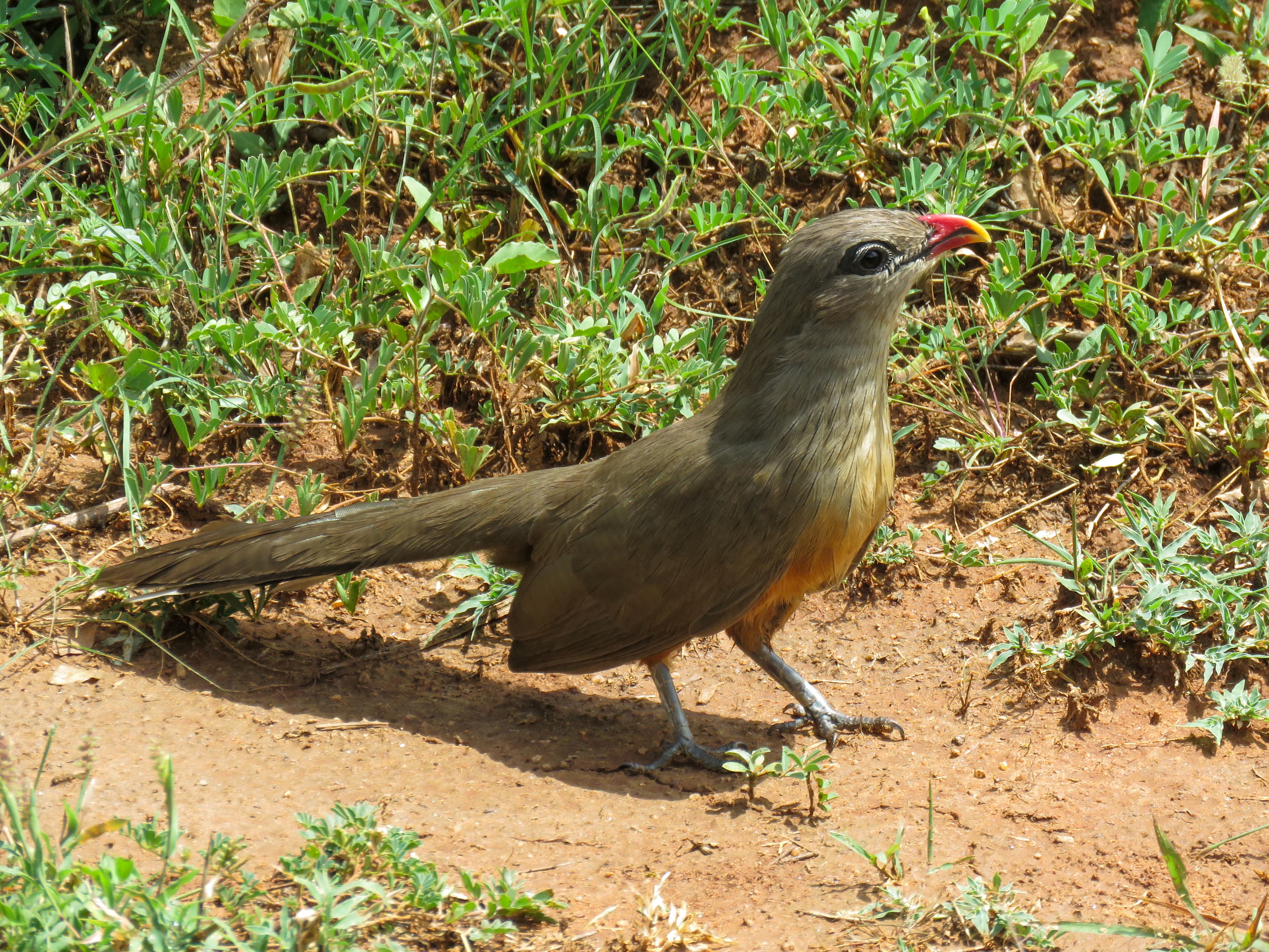 Scenic landscape of Udawalawe