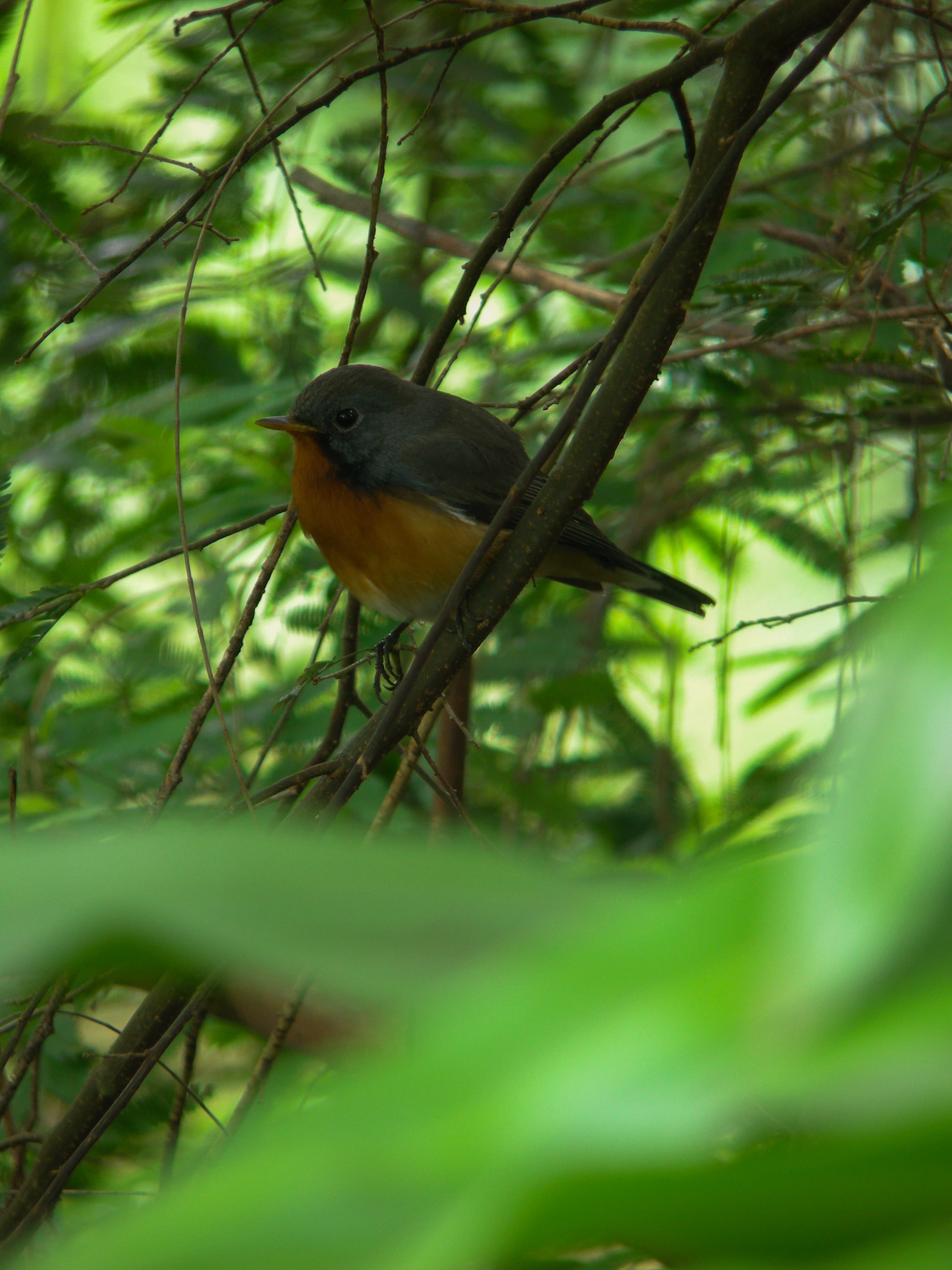 Endemic flora in the park