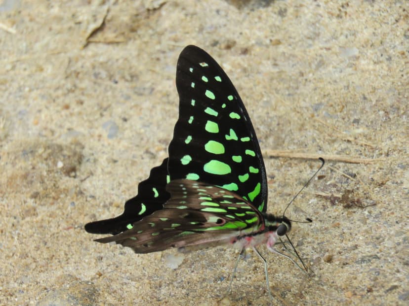 Tailed Jay
