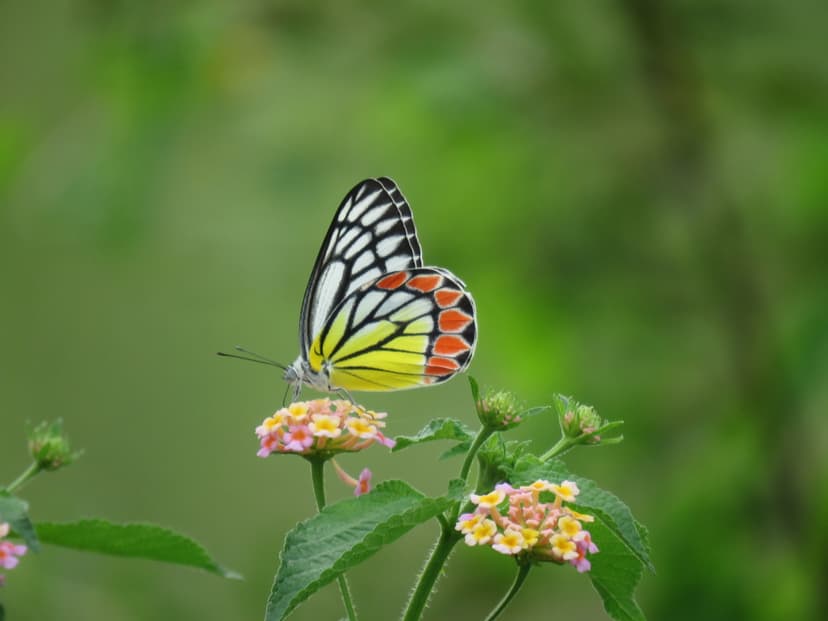 Jezebel