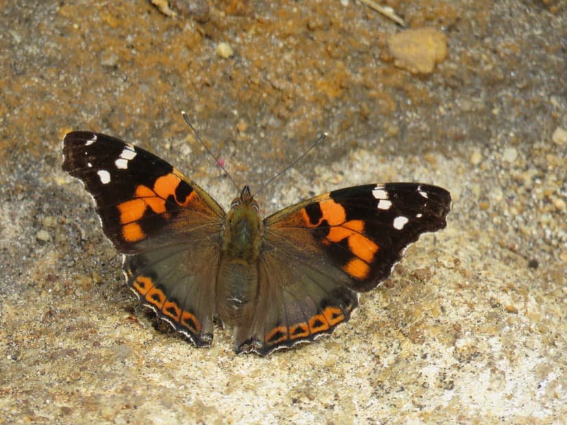 Red Admiral
