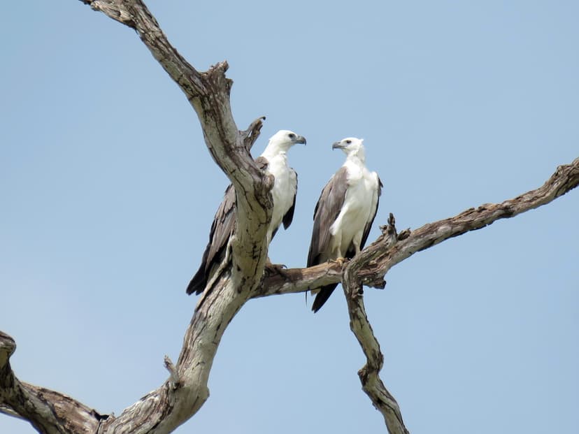 White-bellied Sea-Eagle