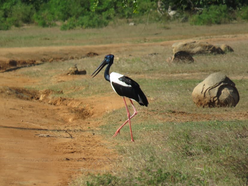 Black-necked Stork