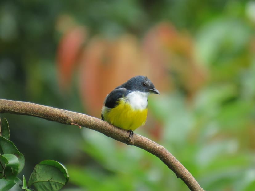 White-throated Flowerpecker