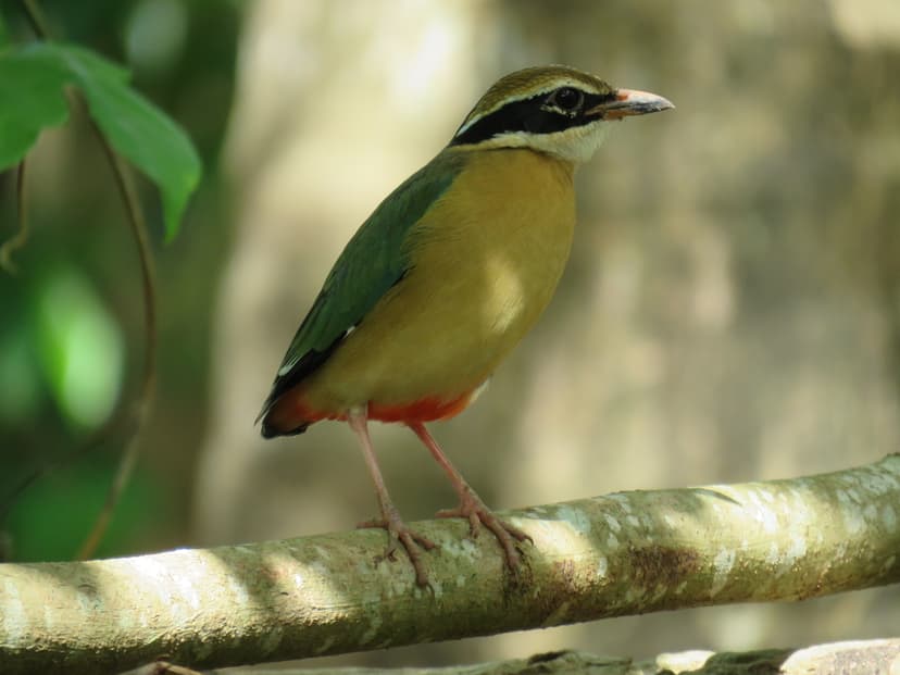 Indian Pitta