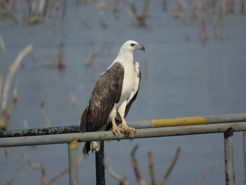 White-bellied Sea-Eagle