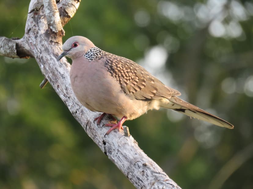 Eurasian Collared-Dove