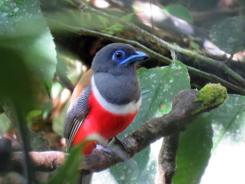 Malabar Trogon