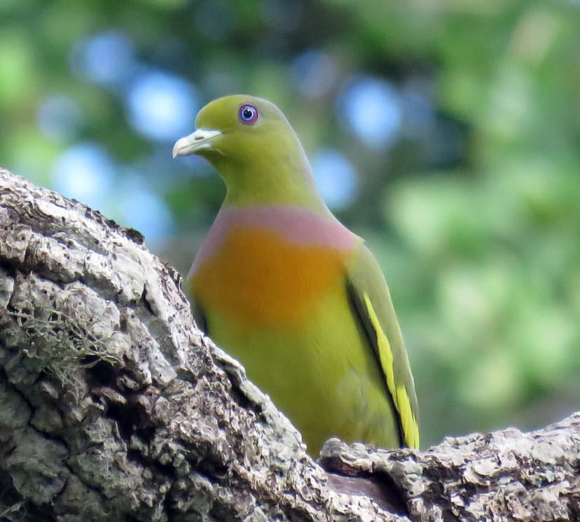 Orange-breasted Green-Pigeon