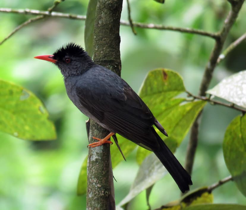 Square-tailed Bulbul