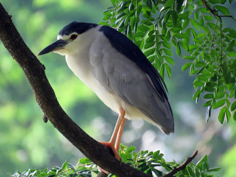 Black-crowned Night Heron