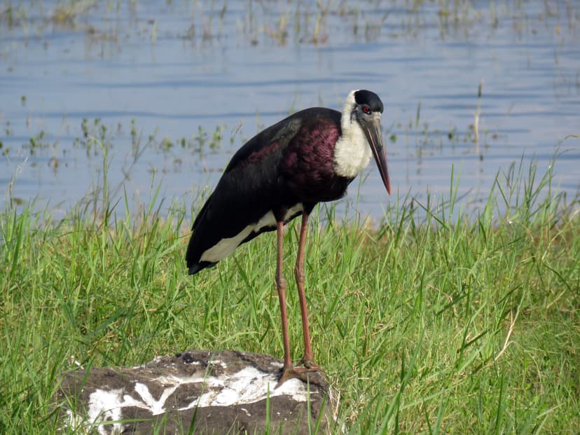 Asian Woolly-necked Stork