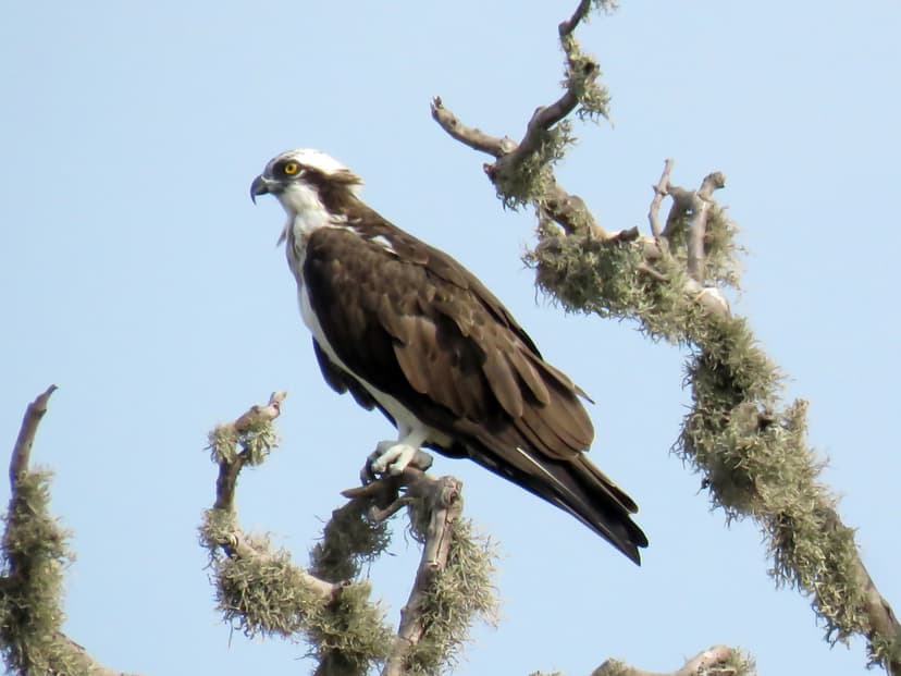 Osprey