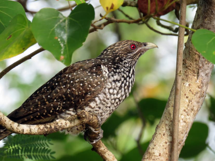 Asian Koel