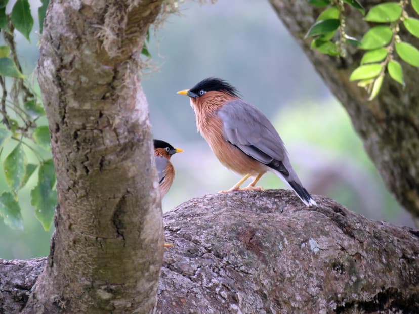 Brahminy Starling