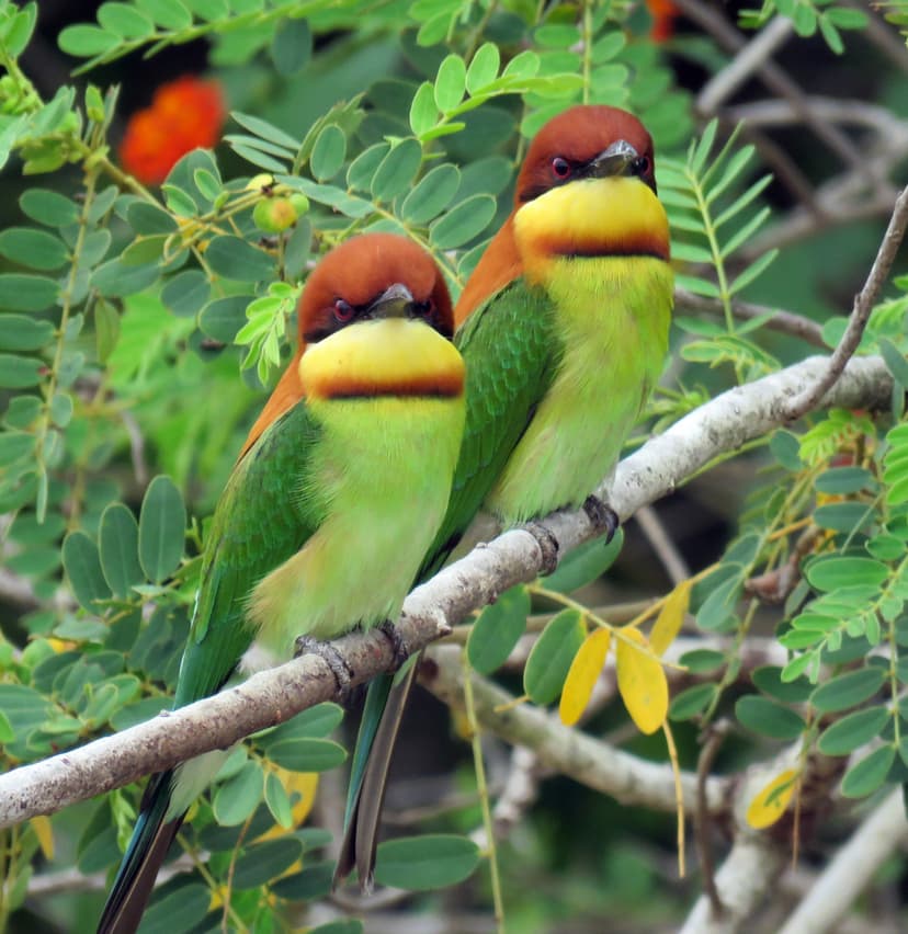 Chestnut-headed Bee-eater
