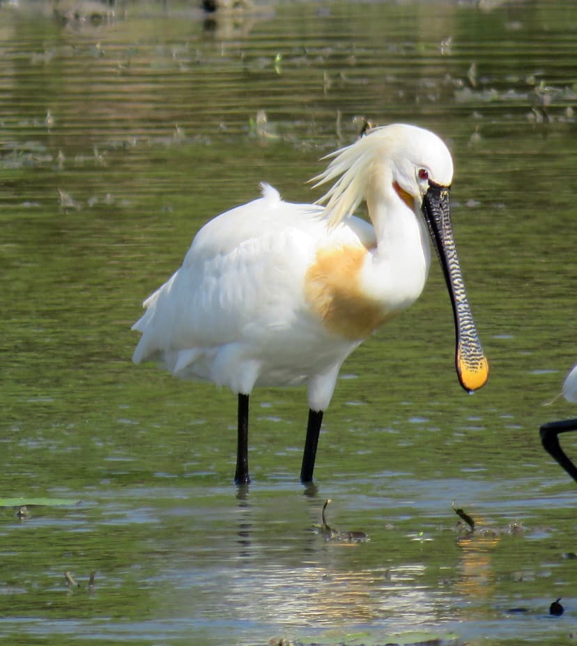 Eurasian Spoonbill