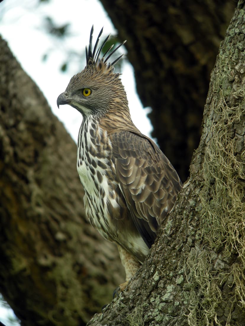 Legge's Hawk-Eagler