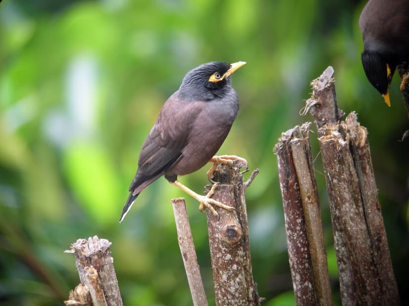Common Myna