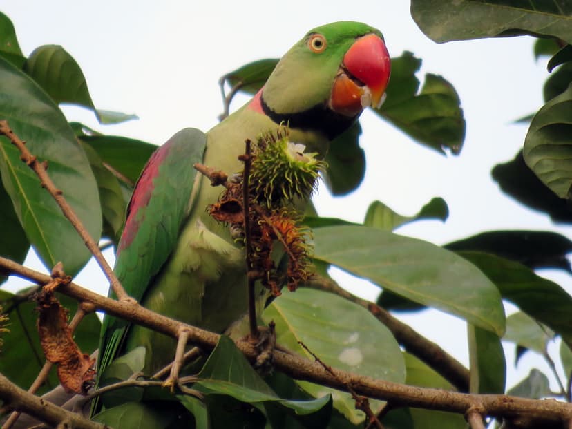 Alexandrine Parakeet