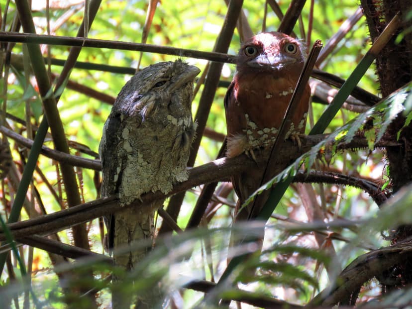Sri Lanka Frogmouth