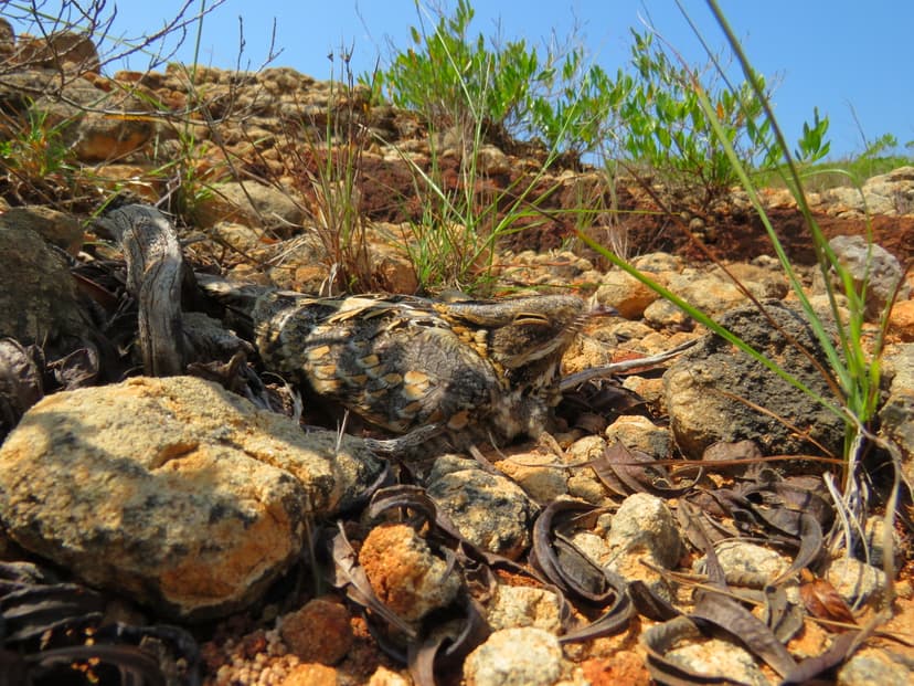 Indian Nightjar