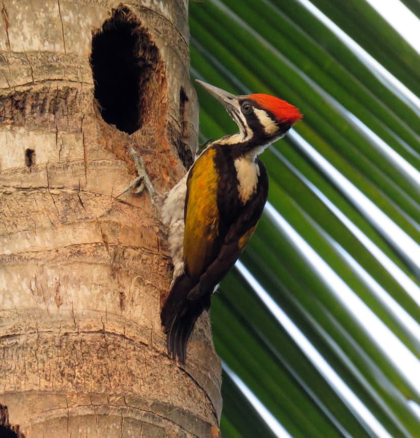  White-naped Woodpecker