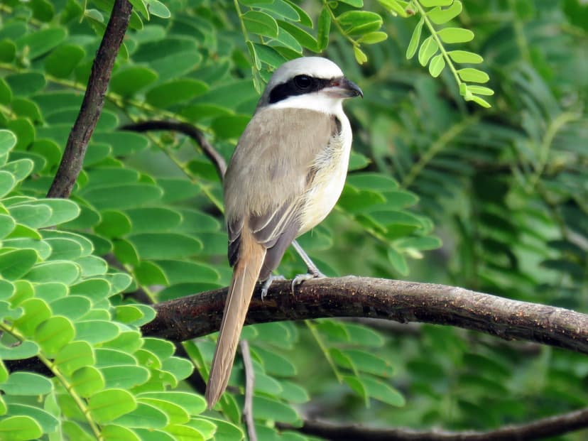 Brown Shrike