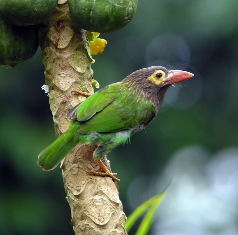 Brown-headed Barbet