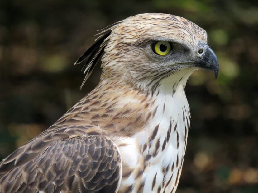 Changeable Hawk-Eagle