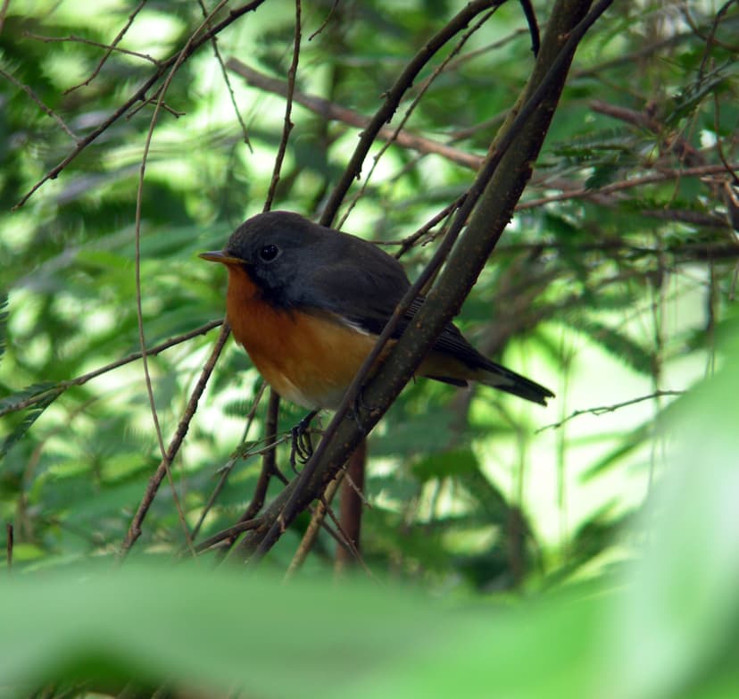 Kashmir Flycatcher