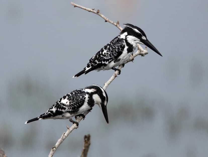 Pied Kingfisher