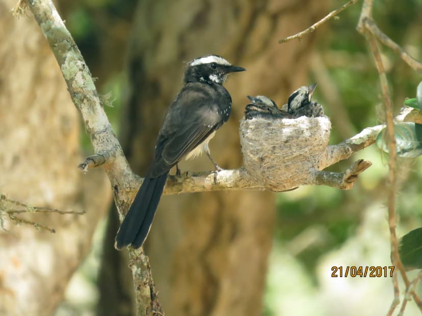 White-browed Fantail