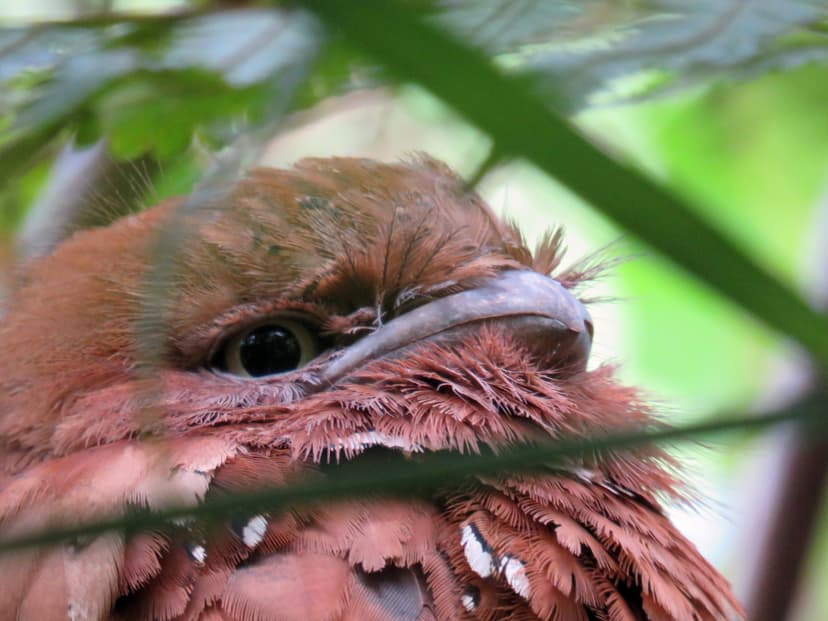 Sri Lanka Frogmouth