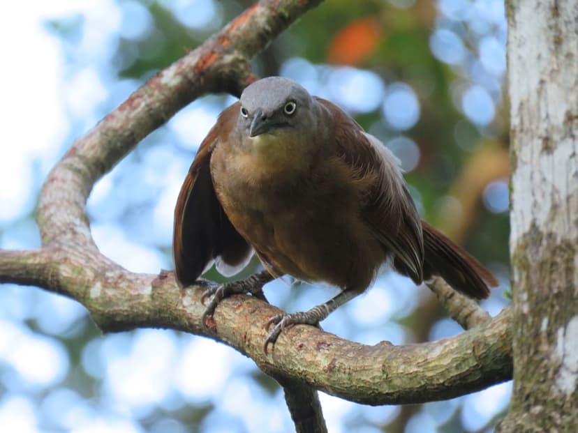 Ashy-headed Laughingthrush