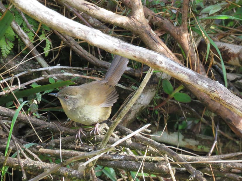 Sri Lanka Bush Warbler