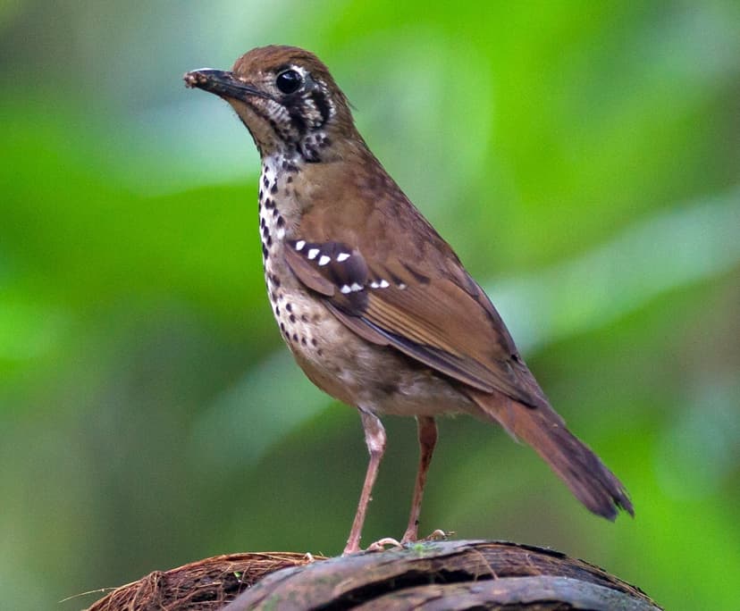Spot-winged Thrush