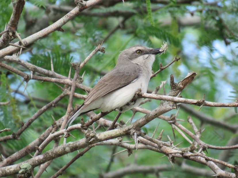 Sri Lanka Woodshrike